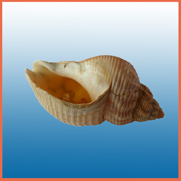 Souvenir